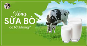 Uống sữa bò có tốt không