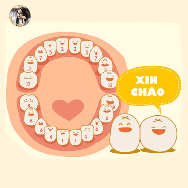 Biểu Đồ Mọc Răng Ở Trẻ Nhỏ