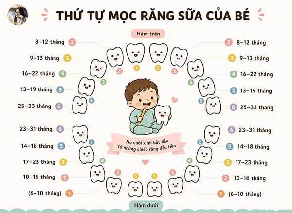 Biểu Đồ Mọc Răng Ở Trẻ Nhỏ